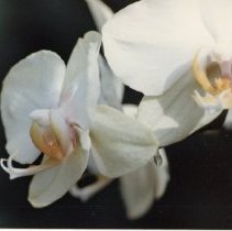 A Weekend in the Life of Oak Lawn