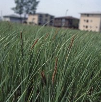 Chicago Ridge Prairie