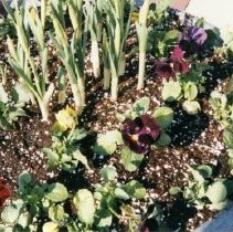 95th Street Streetscape