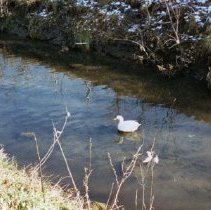 Lakeshore Park (Oak Lawn Lake), 1994