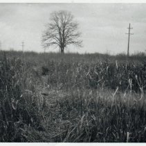 Hangman's Tree near 102nd & Menard