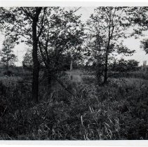 Prairie south of 101st Street