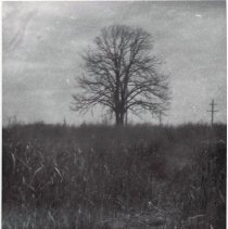 Hangman's Tree near 102nd & Menard