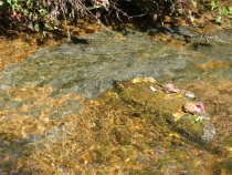 Limestone vein in Little Manatawny Creek east of DeTurk House (2009)