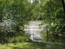 Schuylkill River levels at Morlatton Village, October 1, 2010 (image#1)