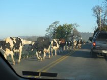 #10, 6734-Morning rush-hour on Lobachsville by-pass