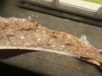 #1: 1765 plaster fragment with hair binder