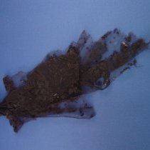 1825 Lace from Essex, Massachusetts