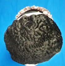 Child's bonnet-back view
