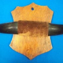 Mounted buffalo horns
