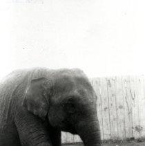"Baby Mine" elephant-Jay E. Gould circus