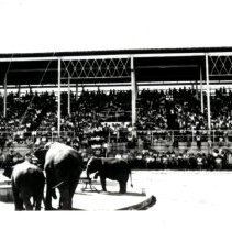 Cole Brothers 3 elephant act