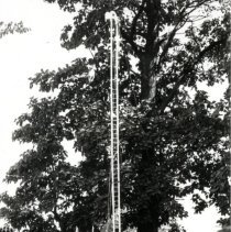 "Cupid" the Wonder Dog