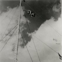 Cupid the Wonder Dog