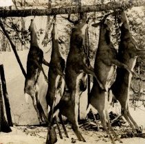 Hanging deer, Siding 83, 1909