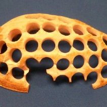 Seashell used for buttons