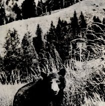 Greetings from Cook, MN