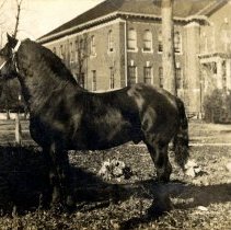 Percheron horse - Pendergast School, Hutchinson, MN