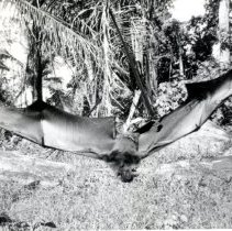 4 ft wing span bat, South Pacific, WWII