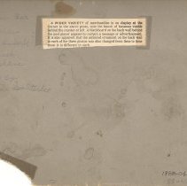 Corner Bar, Hutchinson, MN, reverse