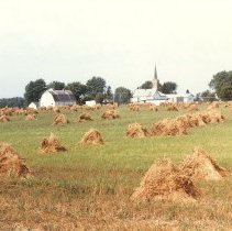 Grain shocks, Union Hill, MN,1985