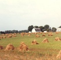 Grain shocks, Union Hill, MN,1985
