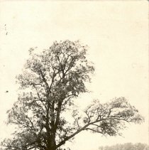 Target Tree, August 17,1862