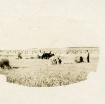 Threshing scene