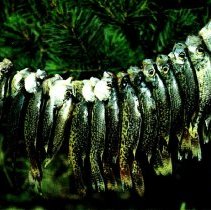 Fish (Crappies) on a stringer