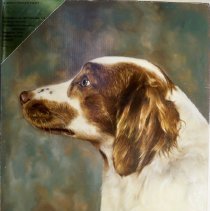 Springer spaniel portrait, Brinkman, 1967