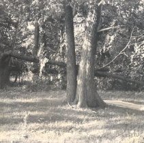 Downed Tree at Lake Marion