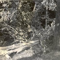 Tree downed by tornado at Lake Marion, 1952
