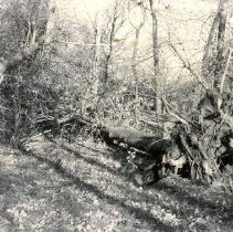 Trees Uprooted by Tornado, 1952