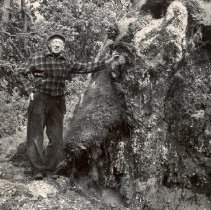 Paul Gaines by uprooted tree, 1952 tornado