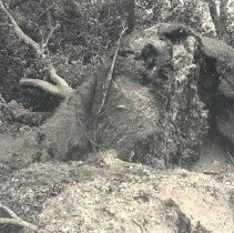 Uprooted tree at Lake Marion after tornado, 1952