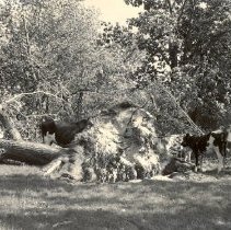 Uprooted Tree, August 1952, Lake Marion tornado
