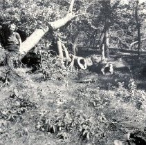 Eunice Gaines with uprooted tree at Lake Marion after 1952 tornado
