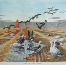 "Blues, Snows, Rain & Barley"