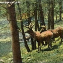The Elk & Minnehaha Park