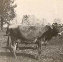 Cow - Pansy Lou of L.A.