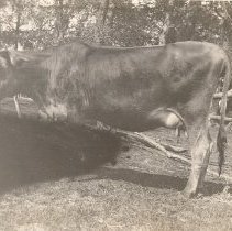 Cow - Hazeltine Little Rosebud