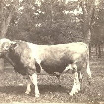 Bull, "May Rose Conqueror