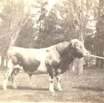 Adolph Quast & Bull, "May Rose Conqueror"