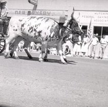 Centennial Parade-Hutchinson, MN-Oxen Pulling Wagon