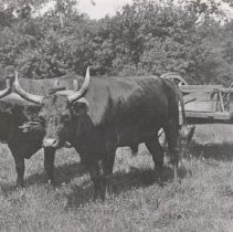 Oxen and Cart