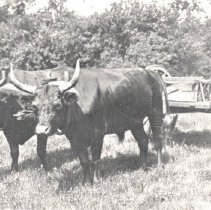 Oxen and Cart