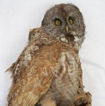 Great Gray Owl