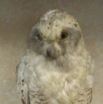 Snowy Owl