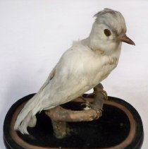 Albino Blue Jay