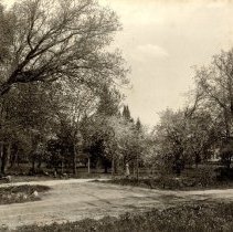 Girl & Flowering Trees
